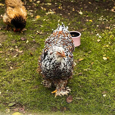 Liro Hotel-pension Haus Andrea Niederkrüchten