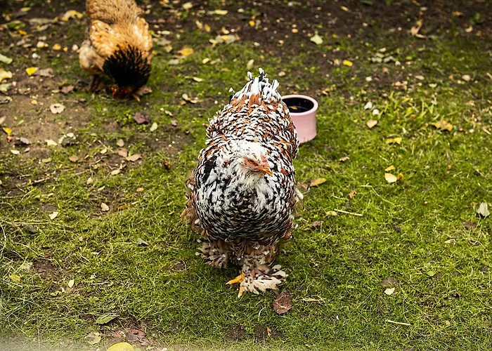 Liro Hotel-pension Haus Andrea Niederkrüchten